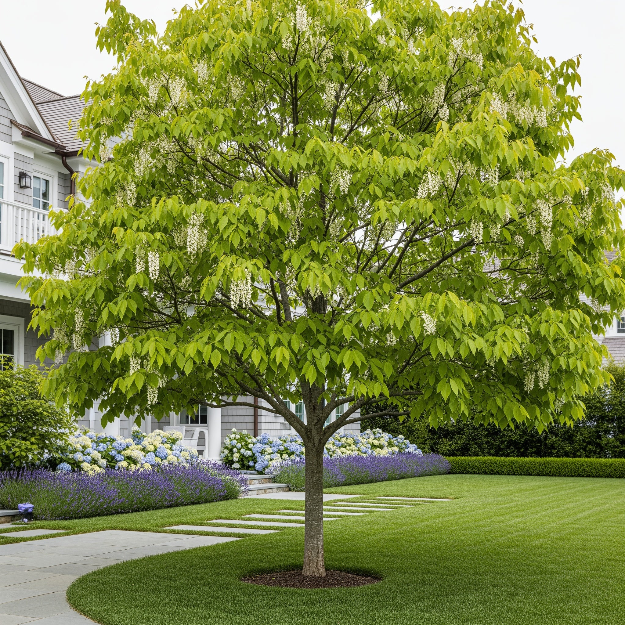 American Yellowwood Tree - Cladrastis kentukea