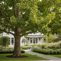 American Sycamore Tree - Platanus occidentalis