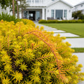 Angelina Sedum Plant - Sedum rubrotinctum 'Aurora'