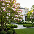 Ann Magnolia Tree - Magnolia x 'Ann'