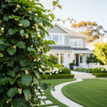 Anna & Meader Hardy Kiwi Vine - Ananasnaya