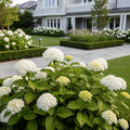 Annabelle Hydrangea Shrub - Hydrangea arborescens