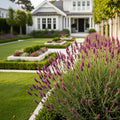 Anouk Deep Rose Lavender Plant - Lavandula stoechas