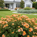 Apricot Drift? Rose - Rosa 'Meimirrote'