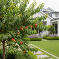 Arctic Babe Patio Nectarine Tree