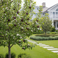 Arkansas Black Apple Tree - Malus domestica 'Arkansas Black'
