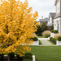 Armstrong Gold? Maple Tree - Acer