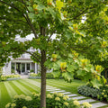 Arnold Tuliptree Tree - Liriodendron tulipifera 'Arnold'