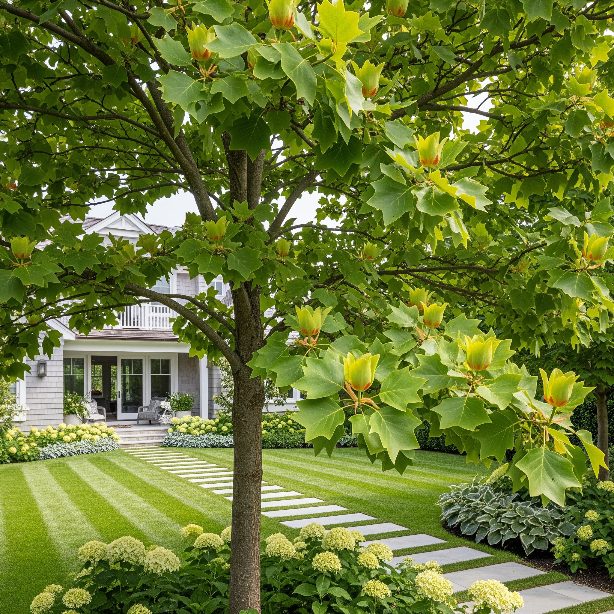 Arnold Tuliptree Tree - Liriodendron tulipifera 'Arnold'
