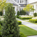 Arrow Point? Japanese Holly - Ilex crenata 'Arrow Point'