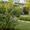 Aurora Blueberry Bush - Vaccinium corymbosum 'Aurora'