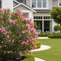 Austin Pretty Limits? Oleander Shrub - Nerium oleander