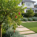 Australian Finger Lime Tree - Citrus australasica
