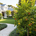 Australian Finger Lime Tree