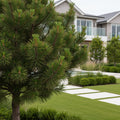 Austrian Pine Tree - Pinus nigra