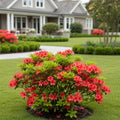 Autumn Bonfire? Encore? Azalea Shrub - Rhododendron
