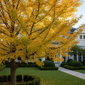 Autumn Gold Ginkgo Tree - Ginkgo biloba 'Autumn Gold'