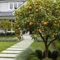 Autumn Gold Navel Orange Tree