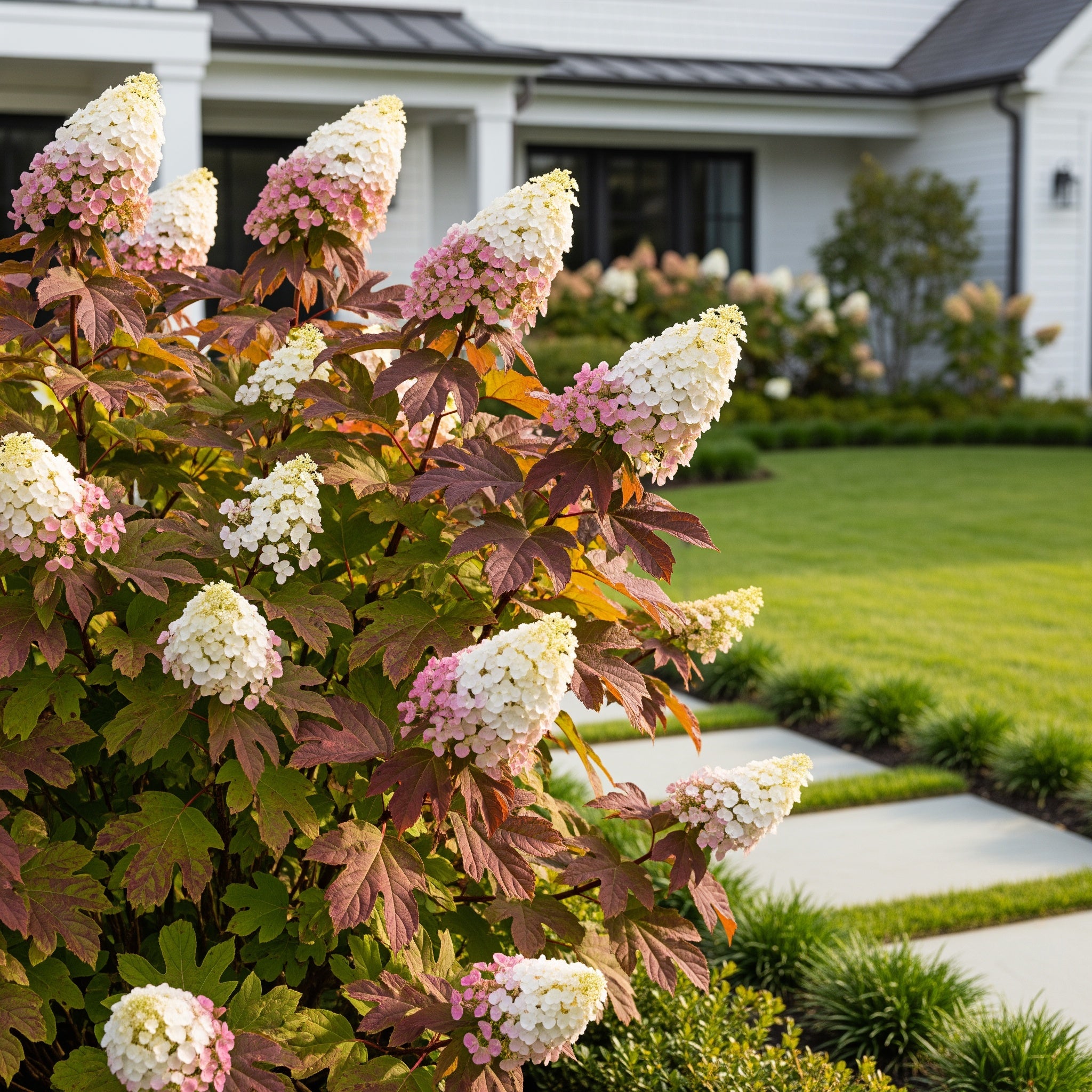 Autumn Reprise Oakleaf Hydrangea Shrub - Oakleaf Hydrangea