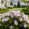 Autumn Twist? Encore? Azalea