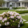 Autumn Angel? Encore? Azalea