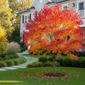 Autumn Blaze? Red Maple Tree - Acer x freemanii 'Autumn Blaze'
