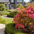 Autumn Debutante? Encore? Azalea - Azalea x Roblel