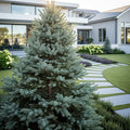 Avatar Blue Spruce Tree - Picea pungens 'Avatar'