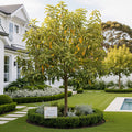 Growscripts Avocado Tree Care Kit