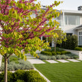 Avondale Redbud Tree - Cercis canadensis 'Avondale'