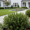 Southern Living? Baby Gem Boxwood Shrub - Buxus microphylla 'Baby Gem'