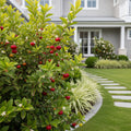 Barbados 'Acerola' Cherry Shrub - Malpighia emarginata