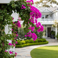 Barbara Karst Bougainvillea Vine - Bougainvillea 'Barbara Karst'