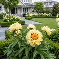 Bartzella Peony - Paeonia ? itoh 'Bartzella'