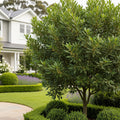 Bay Laurel Tree - Laurus nobilis