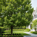 Beacon Swamp White Oak Tree - Quercus bicolor 'Beacon'