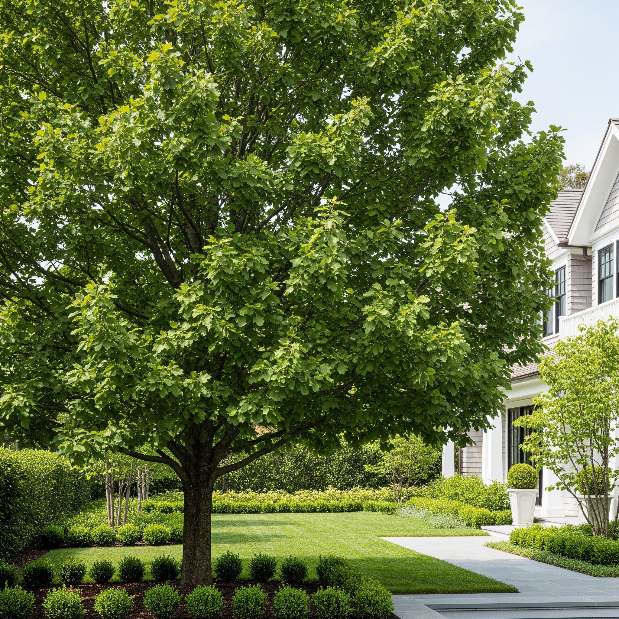 Beacon Swamp White Oak Tree - Quercus bicolor 'Beacon'