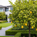 Bearss Lemon Tree - Citrus limon