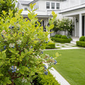 Becki Blue Rabbiteye Blueberry Bush - Vaccinium ashei 'Becki Blue'