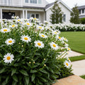 Becky Shasta Daisy - Leucanthemum ? superbum 'Becky'