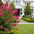Bloomables? Bellini? Raspberry Crape Myrtle - Lagerstroemia