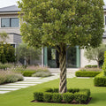 Braided Benjamina Ficus Tree - Ficus benjamina