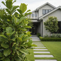 Benjamina Ficus - Ficus benjamina