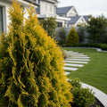 Berckman's Gold Arborvitae - Thuja occidentalis 'Berckman's Gold'