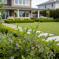 Bushel and Berry? BerryBux? Blueberry - Vaccinium corymbosum 'BerryBux'