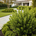 Better Boxwood? Babylon Beauty? Shrub - Buxus