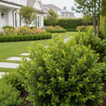 Better Boxwood? Renaissance? Shrub - Buxus