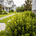 Better Boxwood? Skylight? Shrub - Buxus