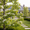 D'Anjou Pear Tree - Pyrus communis 'D'Anjou'