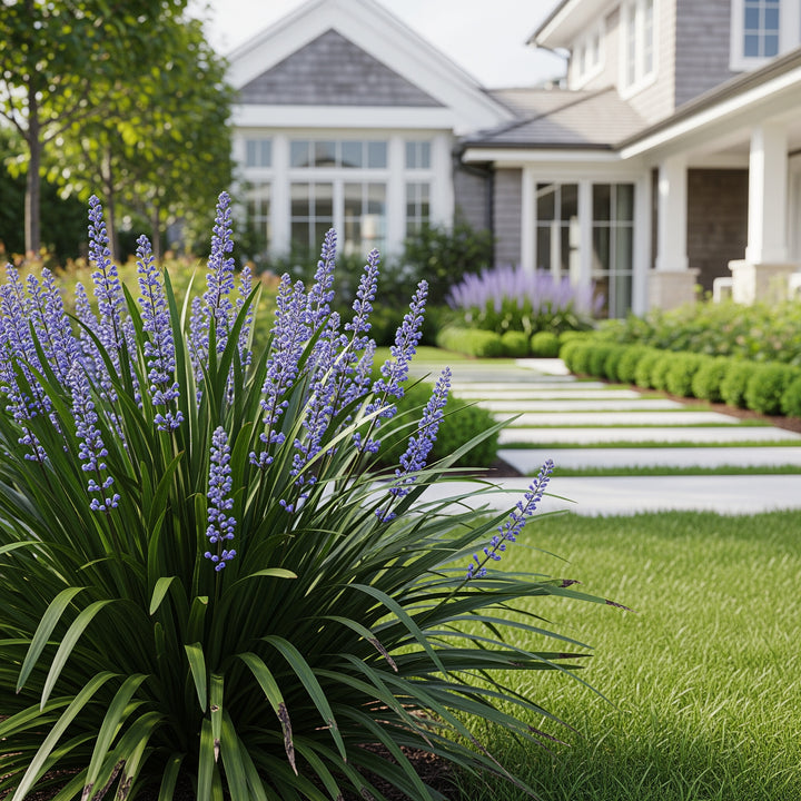 Big Blue Liriope Plant - Liriope muscari 'Big Blue'